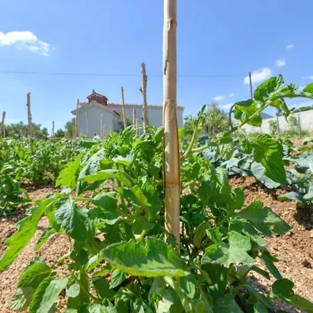 Апартаменты Ana Влашичи