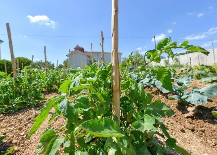 Apartment Ana Vlasici